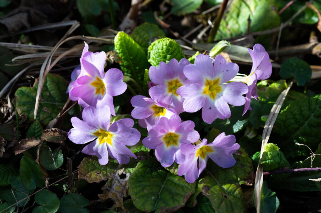 Christian Bosshard Primeln geniessen die Sonnenstrahlen 12. März